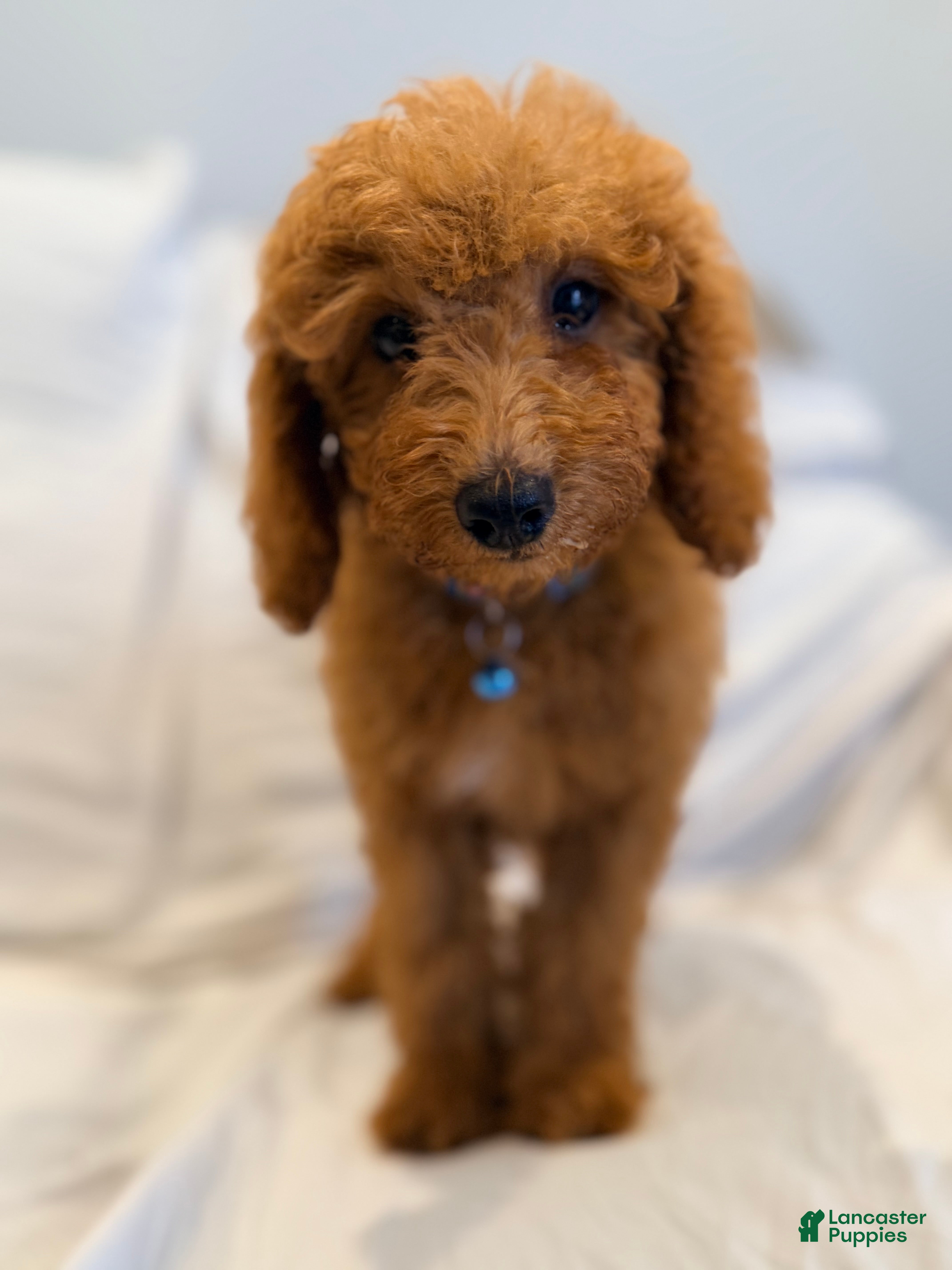 Miniature Poodle dogs Archie-Potty and Crate Training/Parents Health Tested - Ad 2