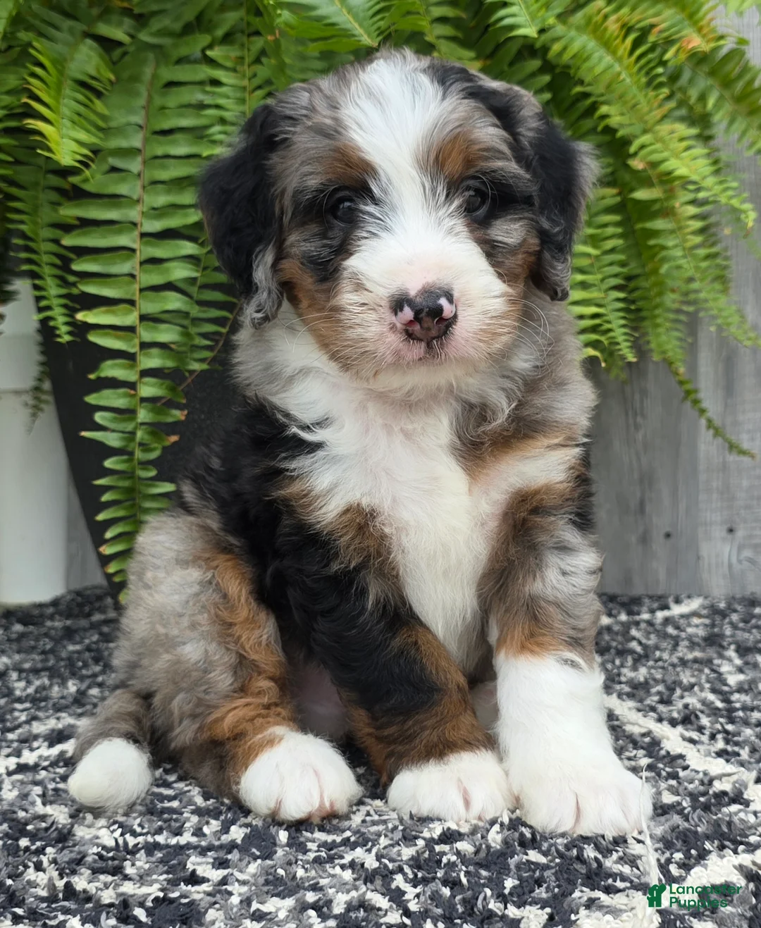 Mini Bernedoodle dogs for sale: Mini Tank - Ad 1