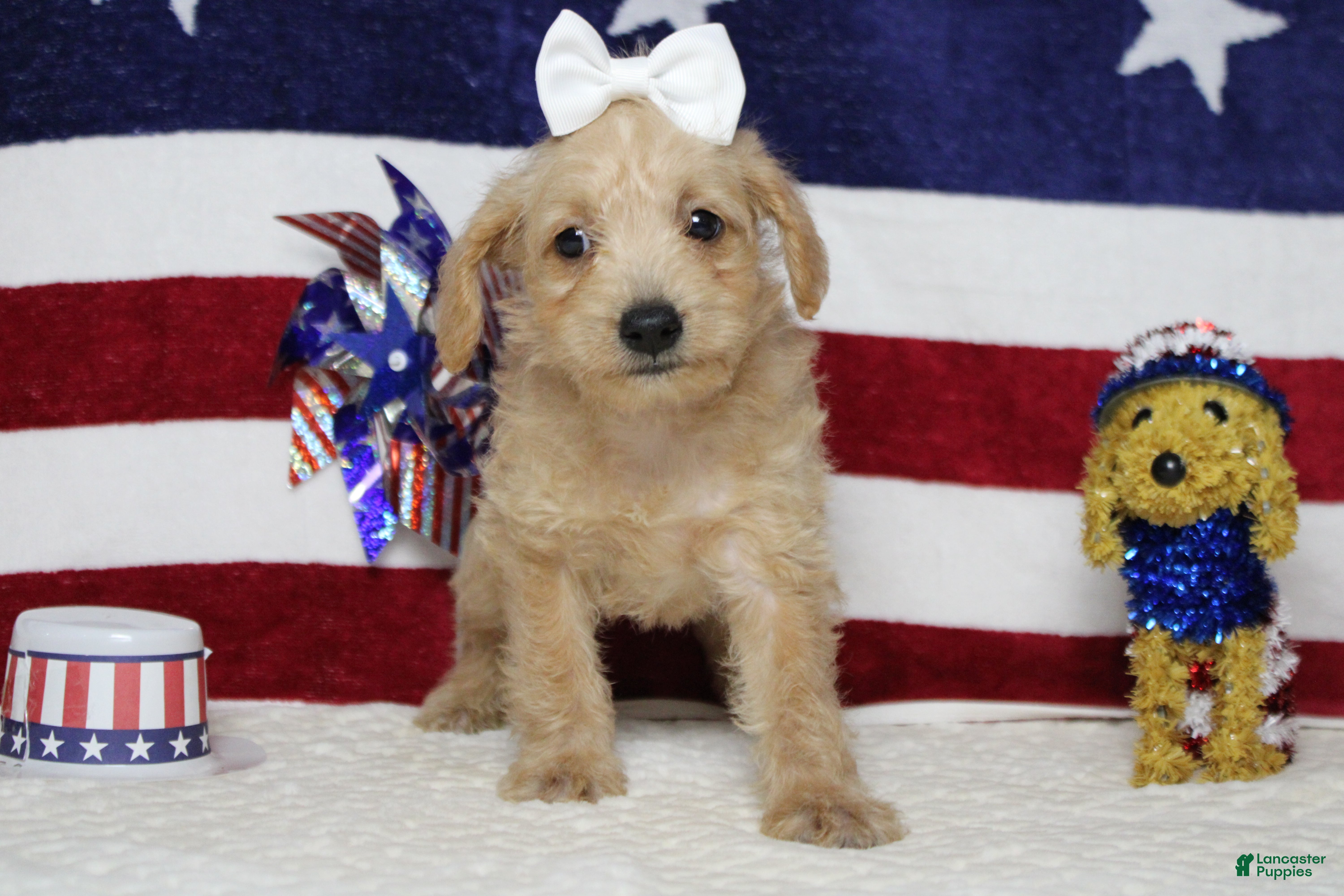 Schnoodle dogs Sherry  - Ad 2