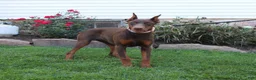 Doberman Pinscher dogs for sale: Tina - Ad 9