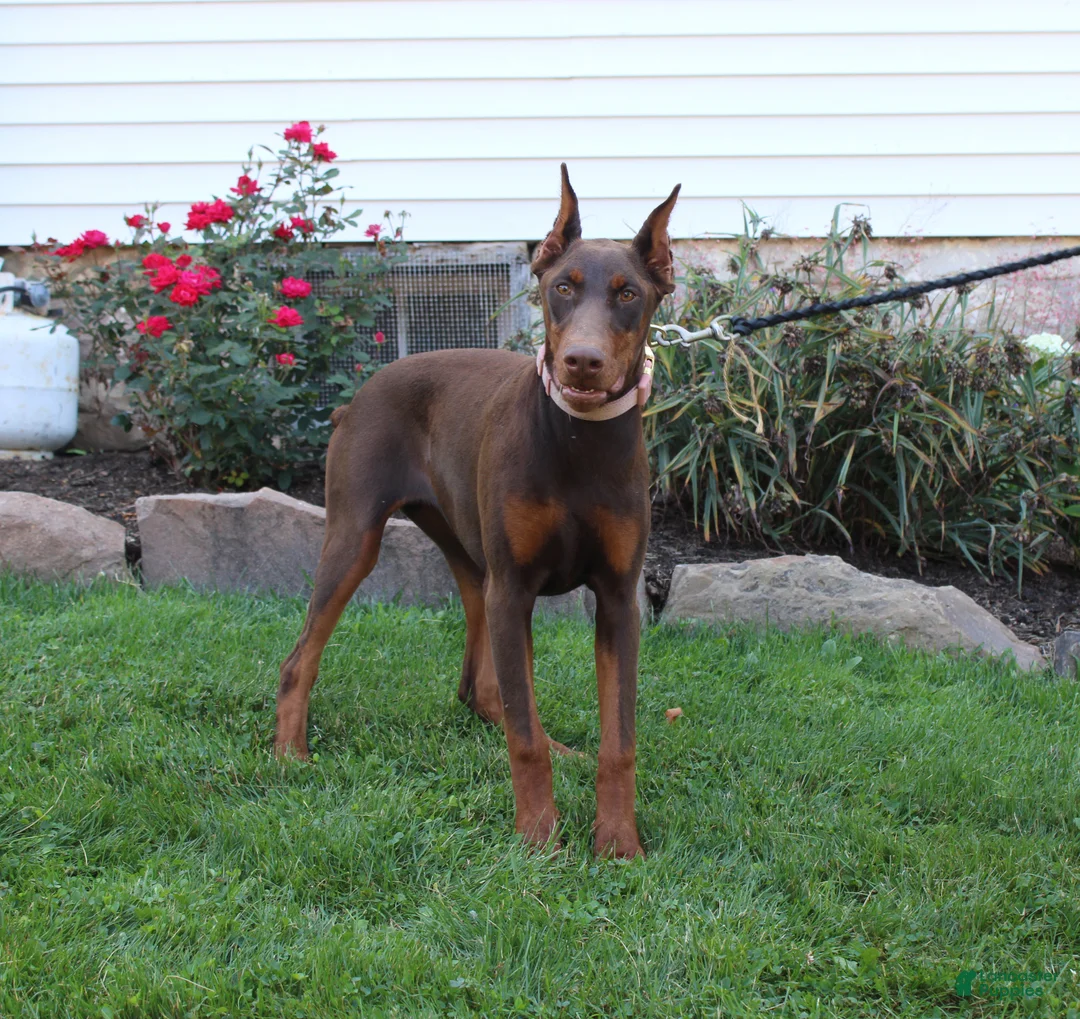 Doberman Pinscher dogs for sale: Tina - Ad 9