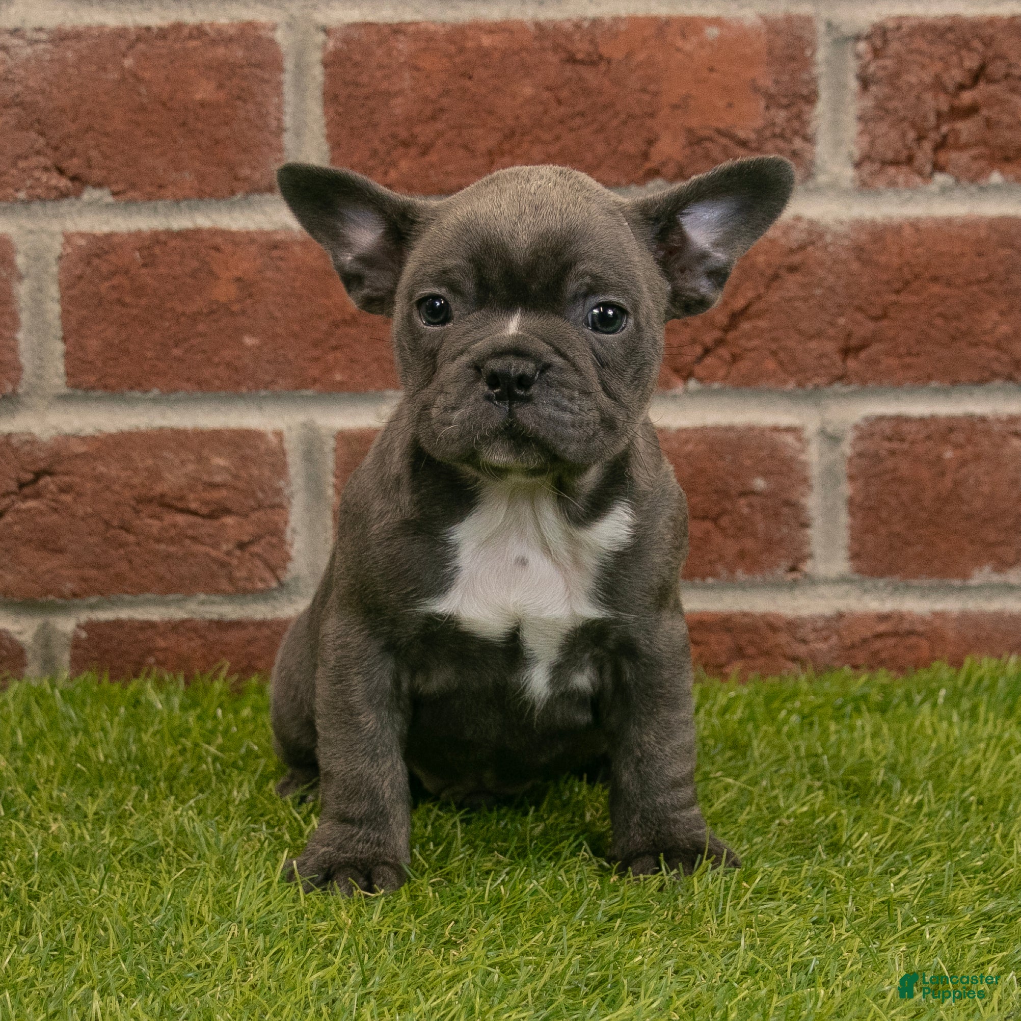 Frenchton dogs Hank - Ad 2