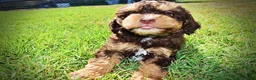 Havapoo dogs for sale: Jazz-LABOR DAY SALE-TAKE $100 OFF!!! - Ad 12