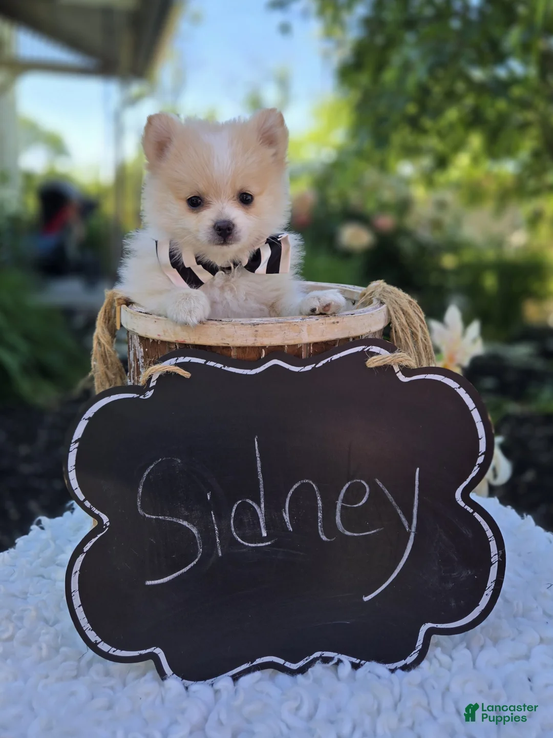 Pomeranian dogs for sale: Sidney - Ad 2