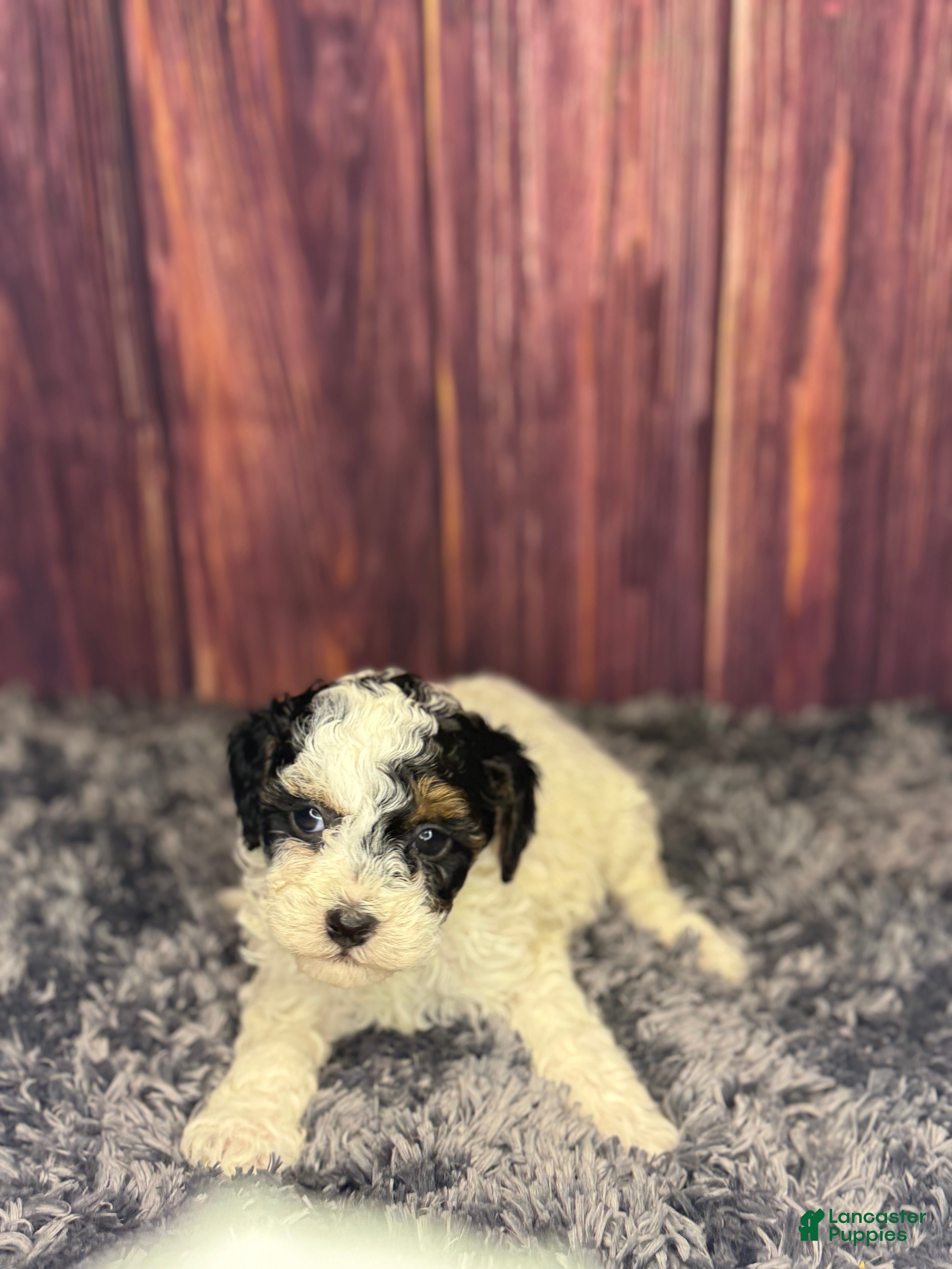 Miniature Poodle dogs Dottie - Ad 2