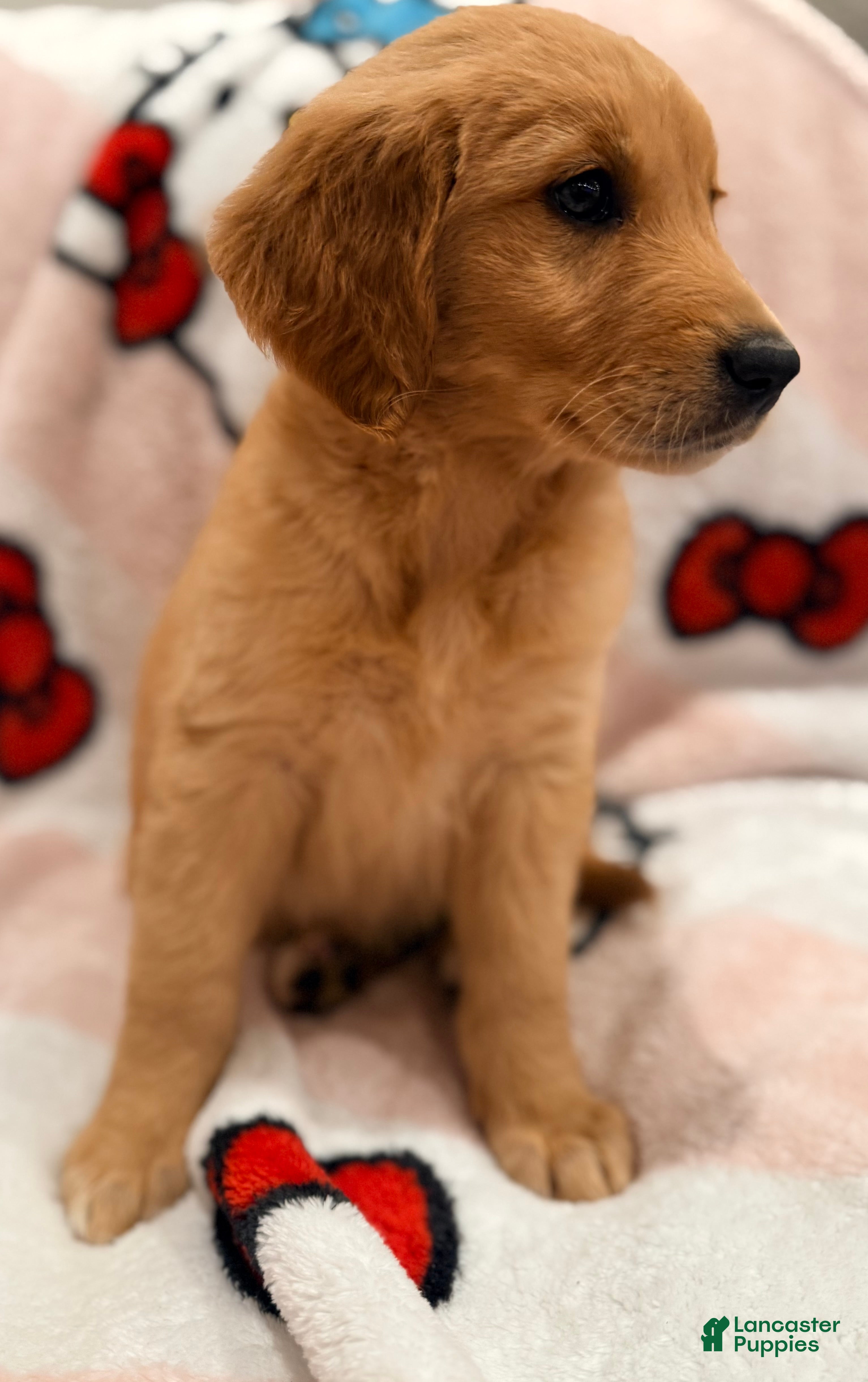 Golden Retriever dogs Golden Retriever Puppy 5 - Ad 7