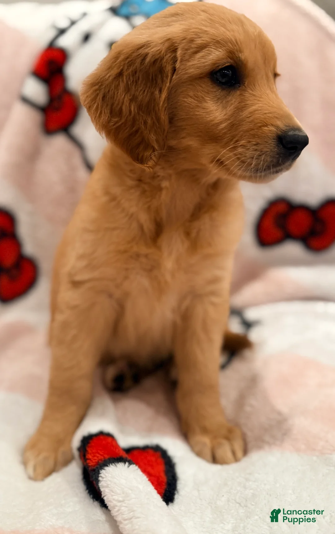 Golden Retriever dogs for sale: Golden Retriever Puppy 5 - Ad 1