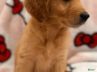 Golden Retriever dogs Golden Retriever Puppy 5 - Ad 4