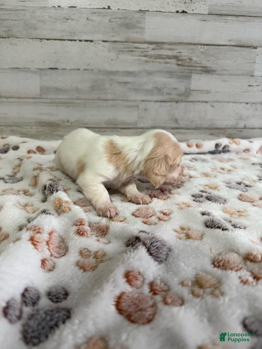 Dachshund dogs Remy - Ad 4