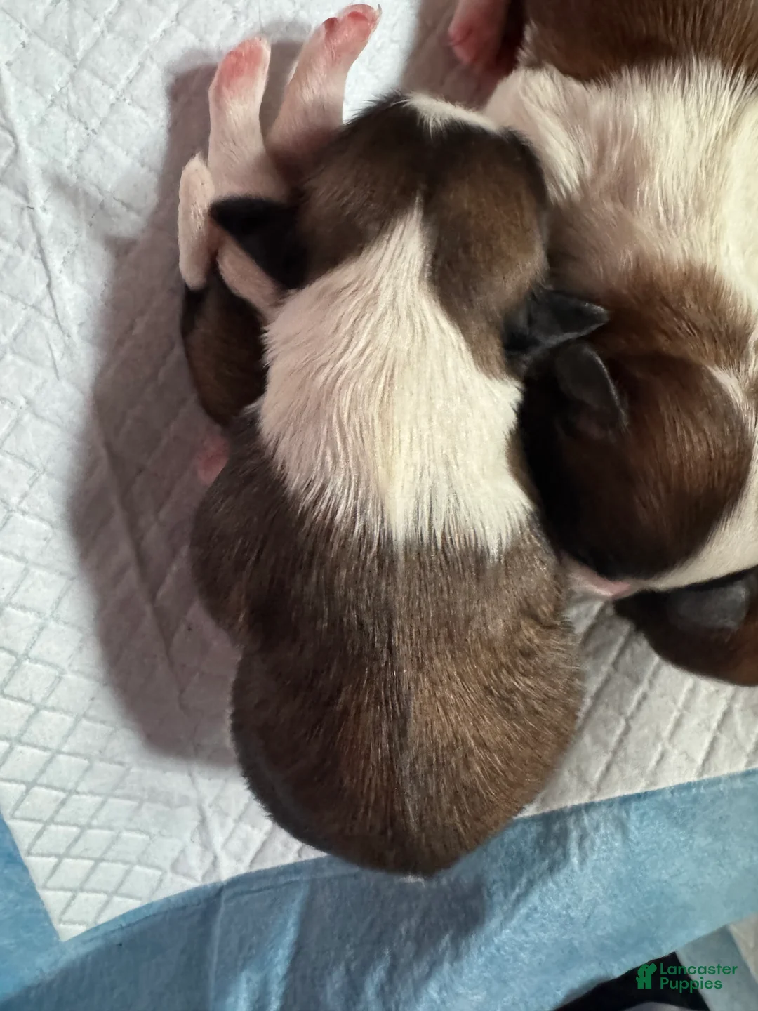 Mixed Breed dogs for sale: Teddy Bear Puppy 5 - Ad 2