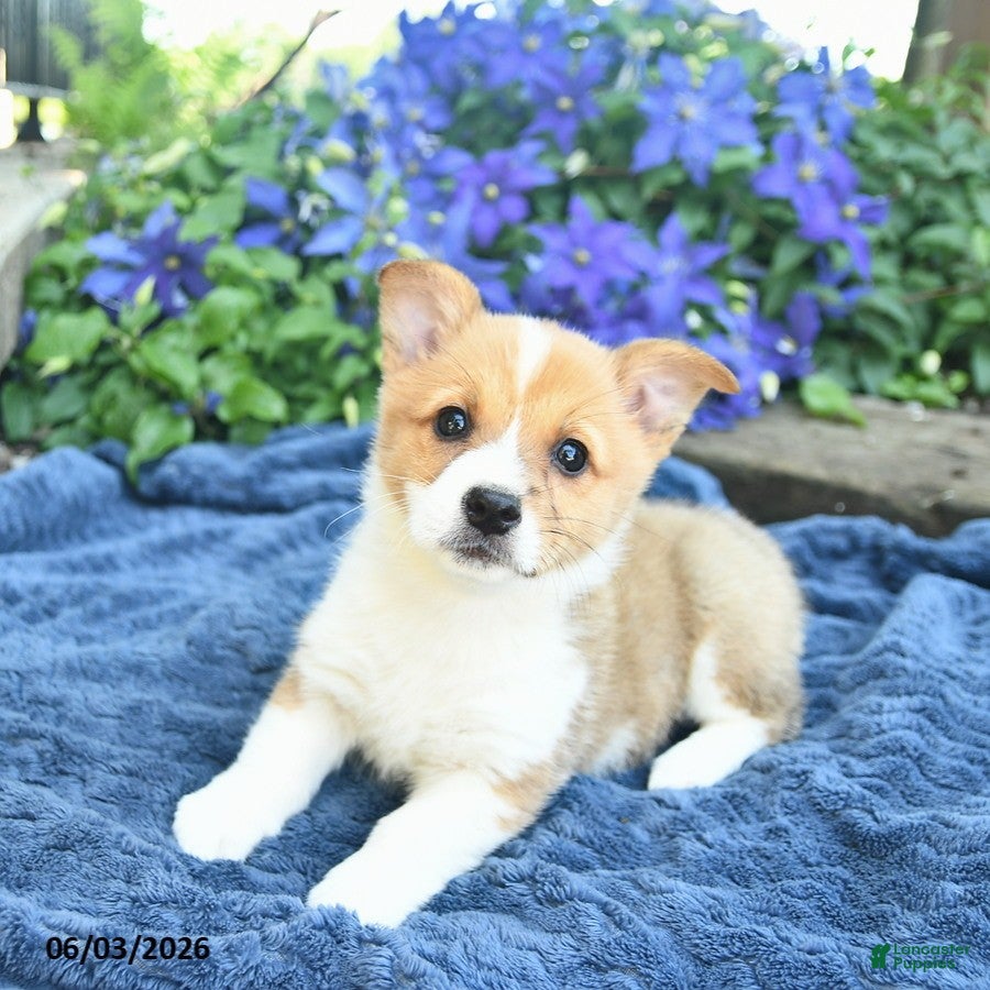 Welsh Corgi Pembroke dogs for sale: Pearl  - Ad 4