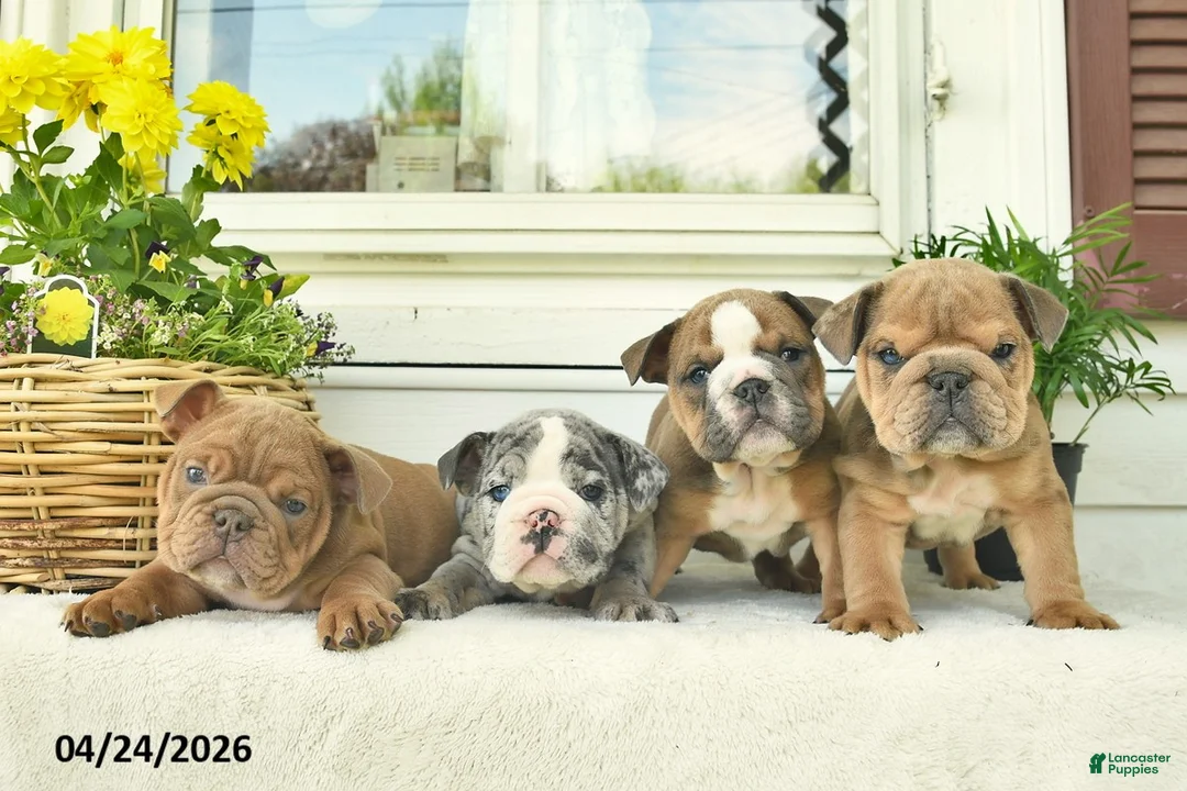English Bulldog dogs for sale: Lincoln  - Ad 10
