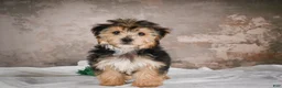 Yochon dogs for sale: ACE - Ad 1