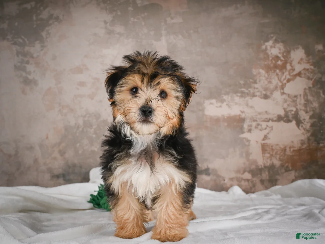 Yochon dogs for sale: ACE - Ad 1