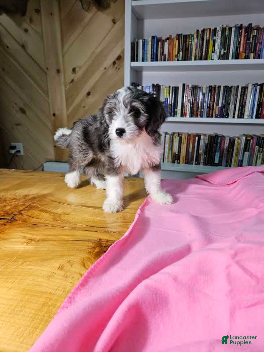 Mixed Breed dogs for sale: Sage - Ad 3