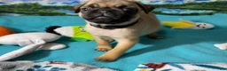 Pug dogs for sale: Birdie - Ad 7