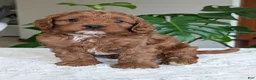Cavapoo dogs for sale: Myles - Ad 12