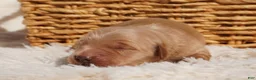 Golden Retriever dogs for sale: Daisy -AKC, Genetically Clear - Ad 59