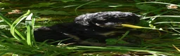 Standard Poodle dogs for sale: Standard Poodle 11 Black Phantom - Ad 9