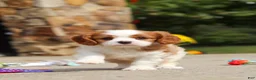 Cavalier King Charles Spaniel dogs for sale: Allie - Ad 10