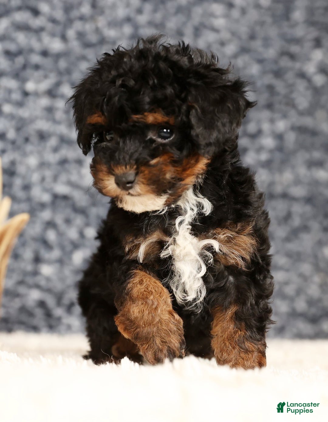 Havapoo dogs for sale: Ender - Ad 7