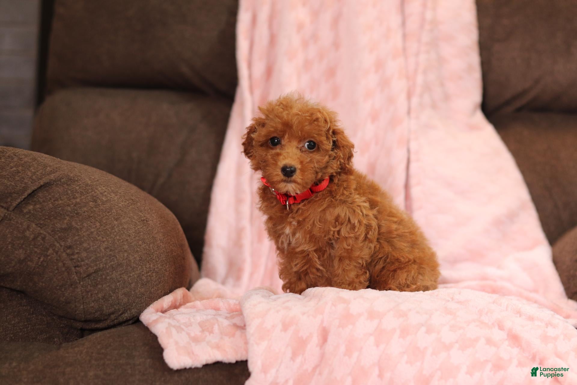 Miniature Poodle dogs Vince(AKC) - Ad 2