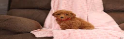 Miniature Poodle dogs for sale: Vince(AKC) - Ad 4