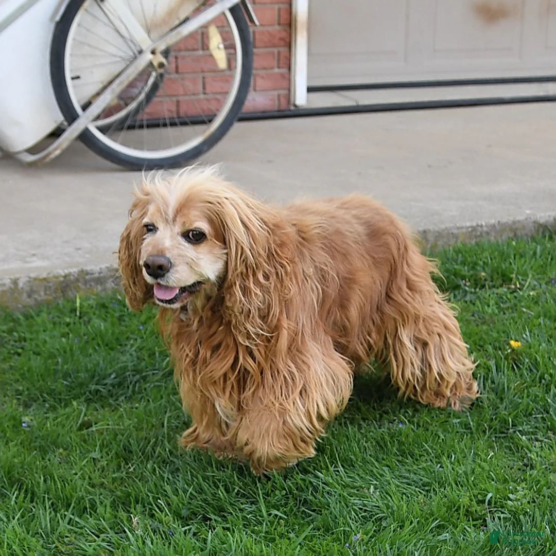 Cocker Spaniel dogs for sale: Lilly - Ad 6