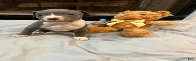 Pup 3