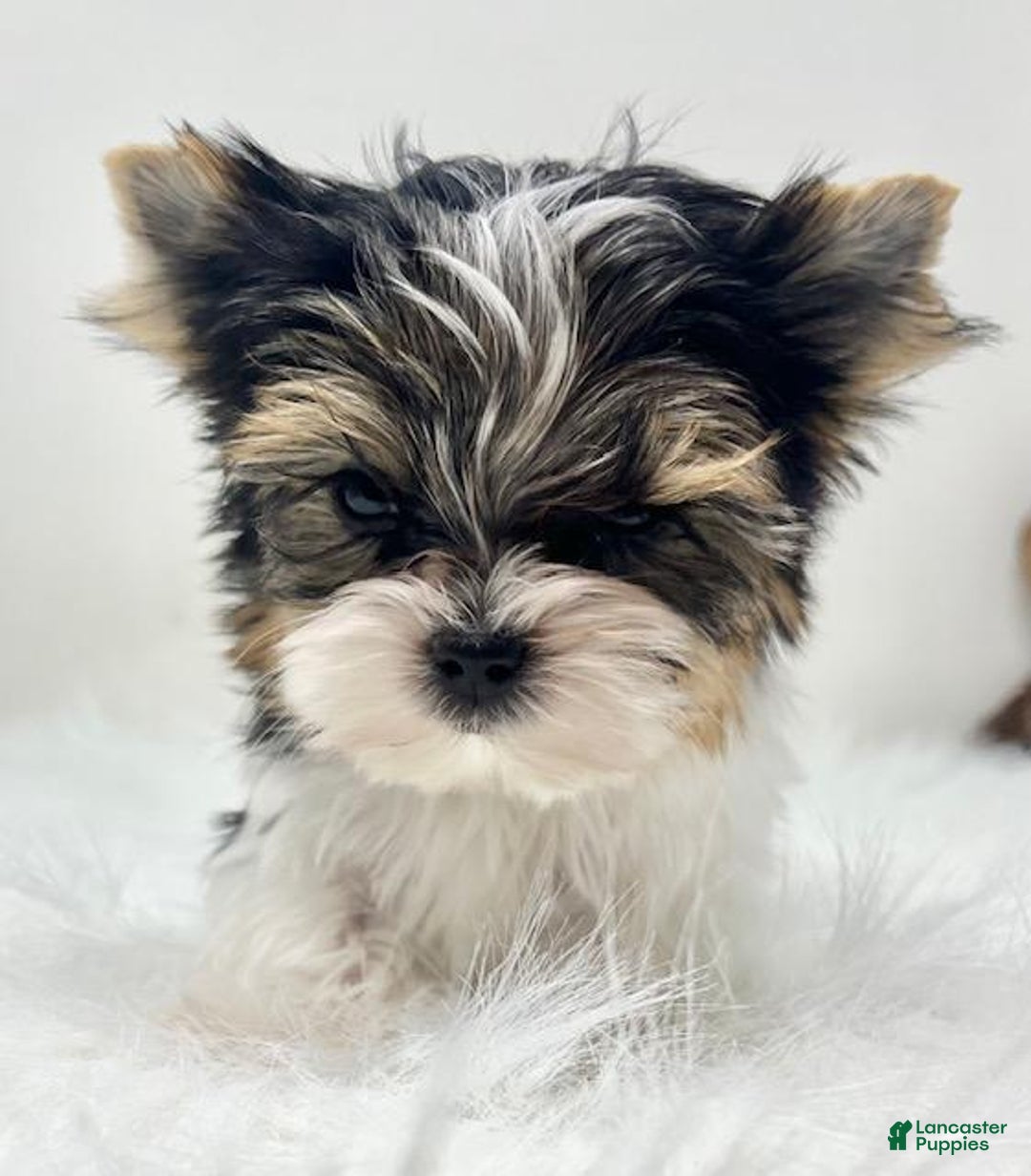 Mixed Breed dogs for sale: Mixed Breed Puppy 1 - Ad 2