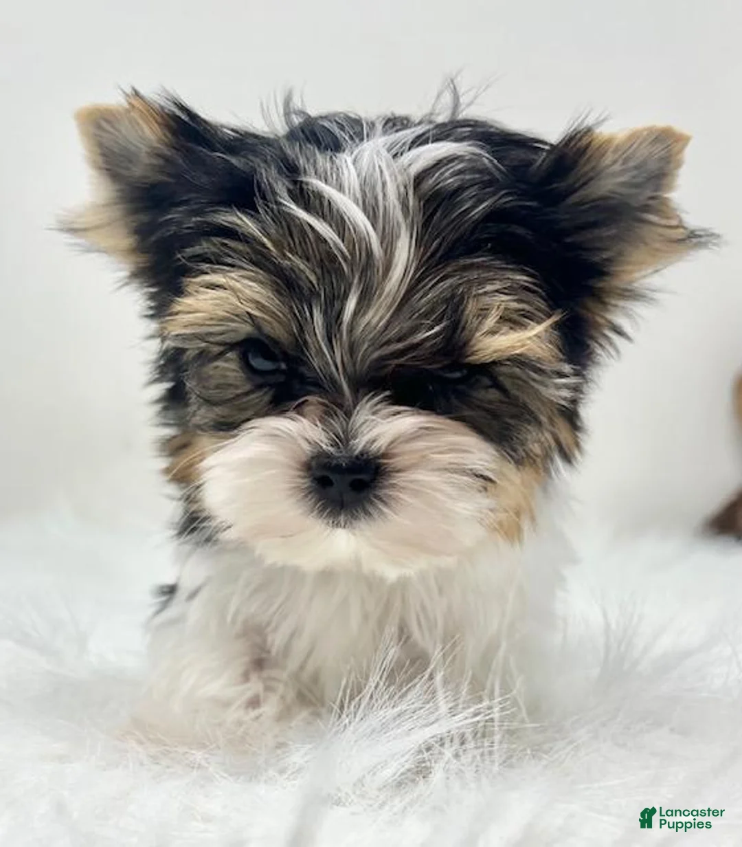 Mixed Breed dogs for sale: Mixed Breed Puppy 1 - Ad 2