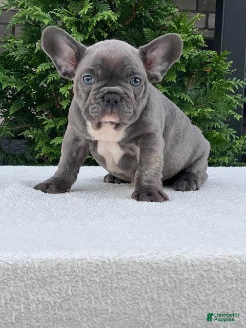 French Bulldog (French Bulldog, Male) in Millersburg, OH