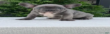 Flint French Bulldog 