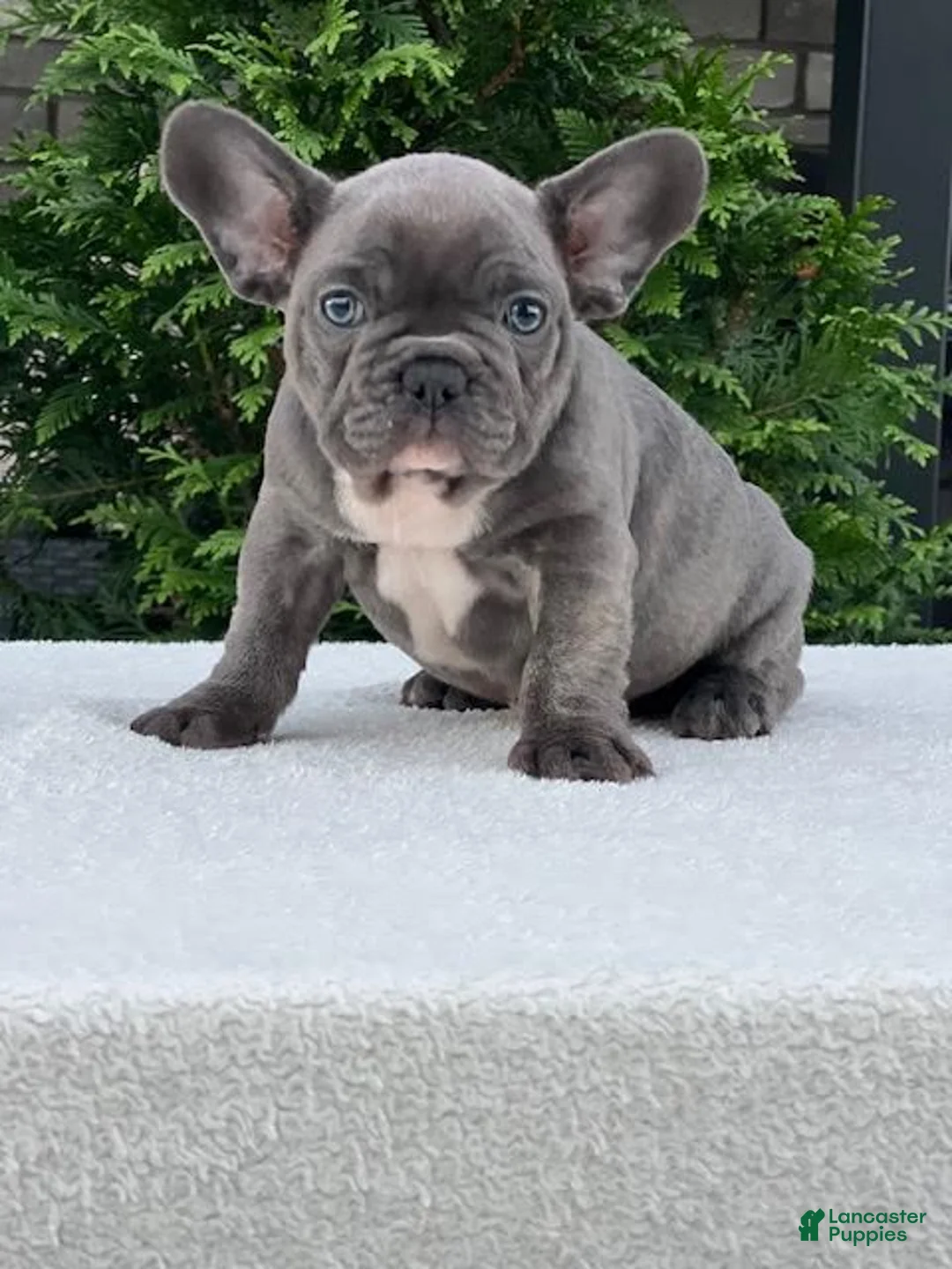 French Bulldog dogs for sale: Flint French Bulldog  - Ad 1