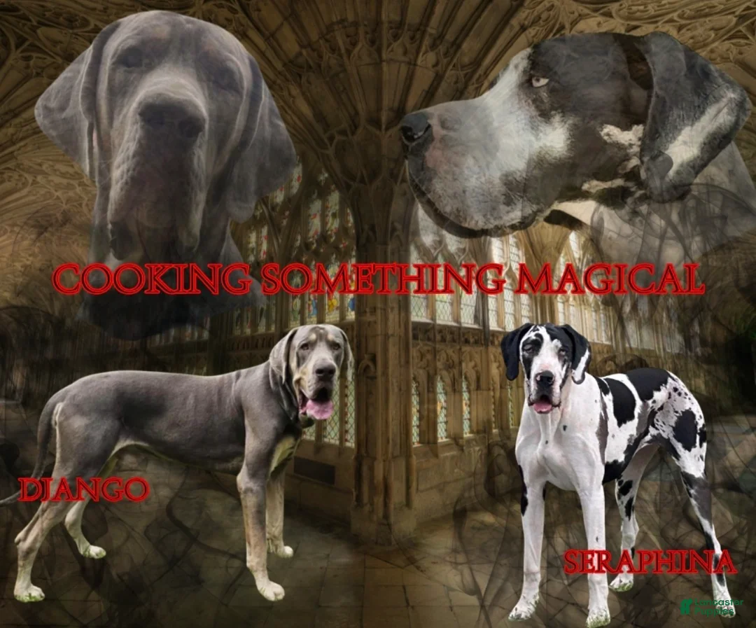 Great Dane dogs for sale: Fawnquin (Heavy Euro) - Ad 22