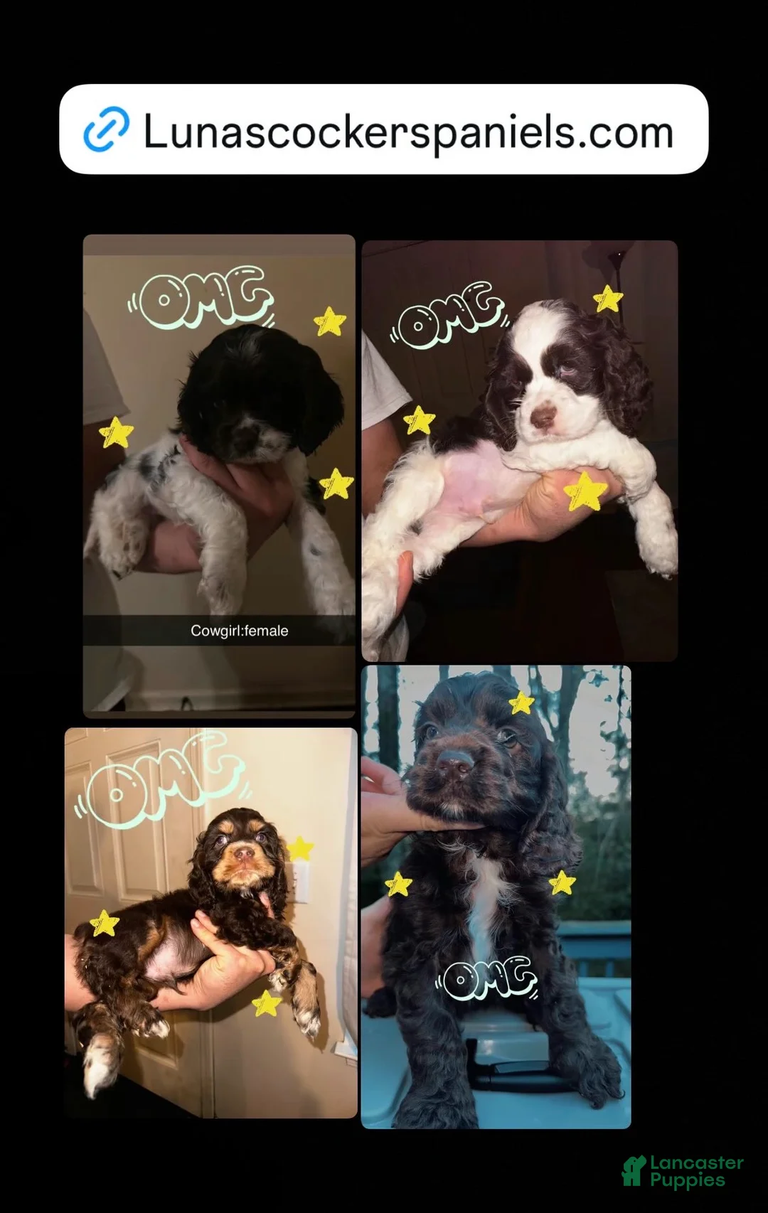 Cocker Spaniel dogs for sale: Cowboy  - Ad 1