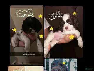 Cocker Spaniel dogs Cowboy - Ad 9