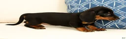Miniature Dachshund dogs for sale: Jackie - Ad 9