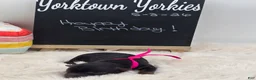 Yorkshire Terrier dogs for sale: Lilly - Ad 2