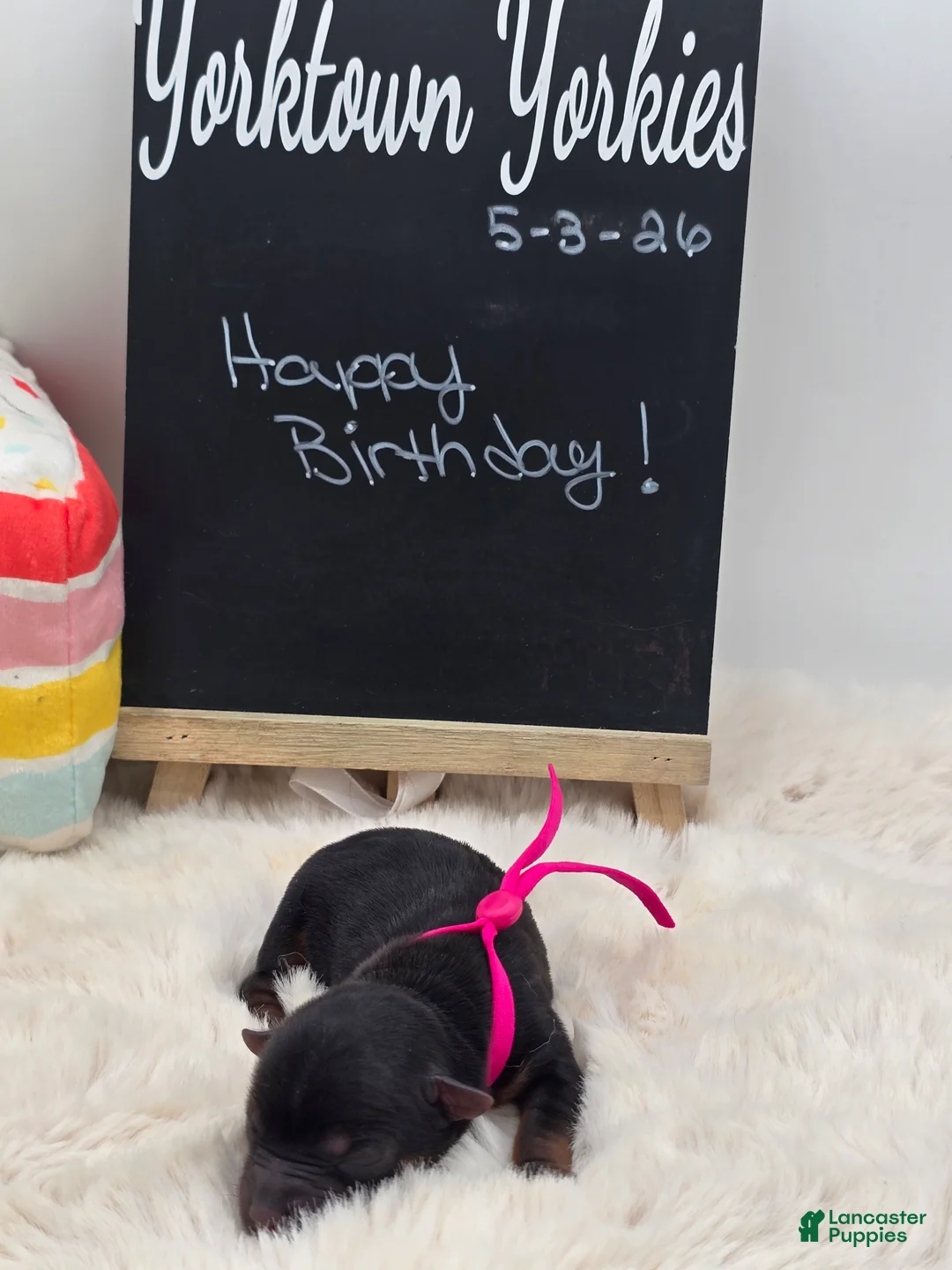 Yorkshire Terrier dogs for sale: Lilly - Ad 2