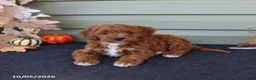 Cavapoo dogs for sale: Max - Ad 4