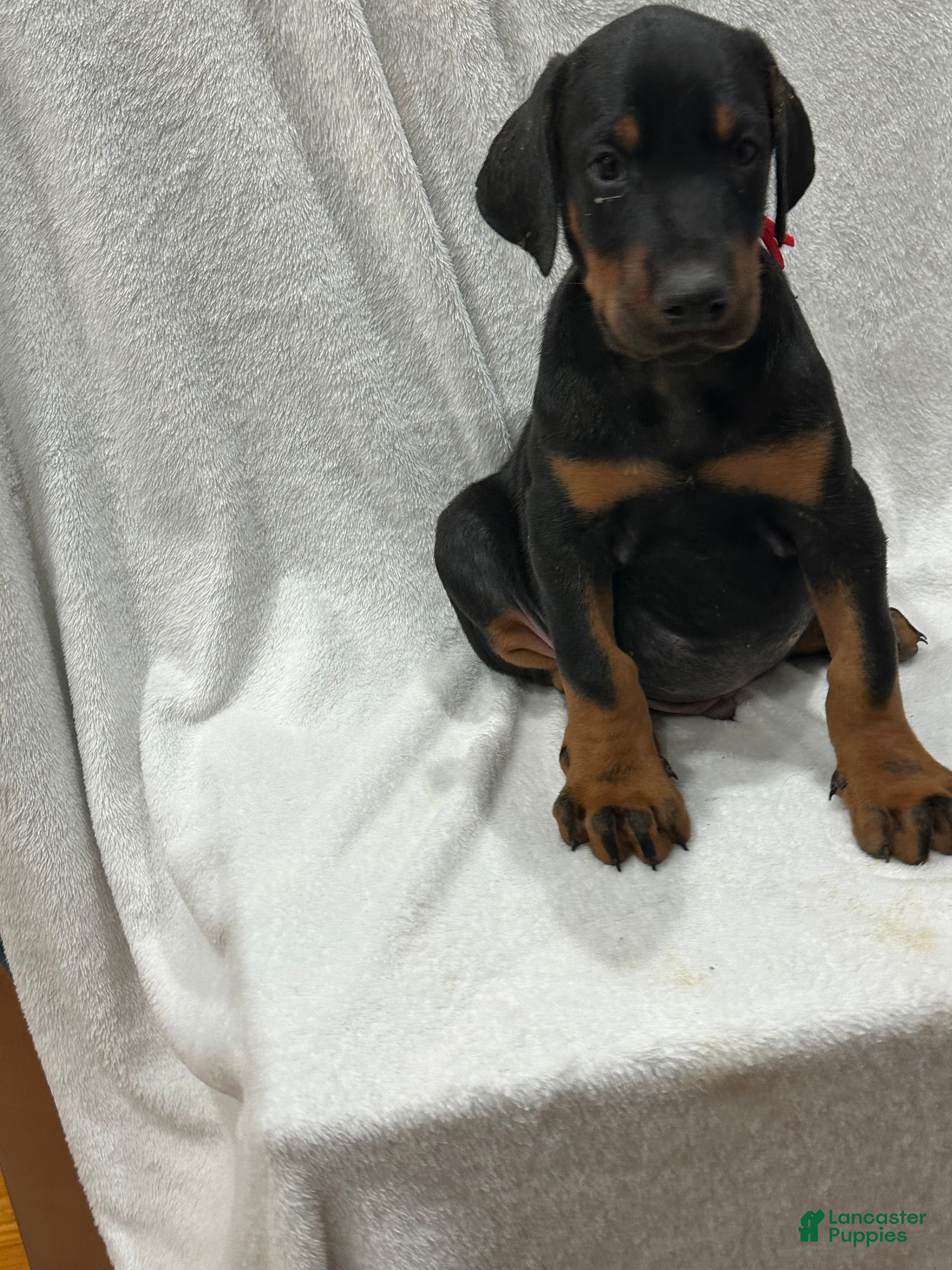 Doberman Pinscher dogs Doberman Pinscher Puppy 9 - Ad 32