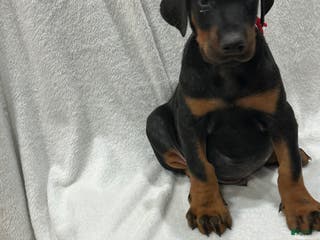Doberman Pinscher dogs Doberman Pinscher Puppy 9 - Ad 36