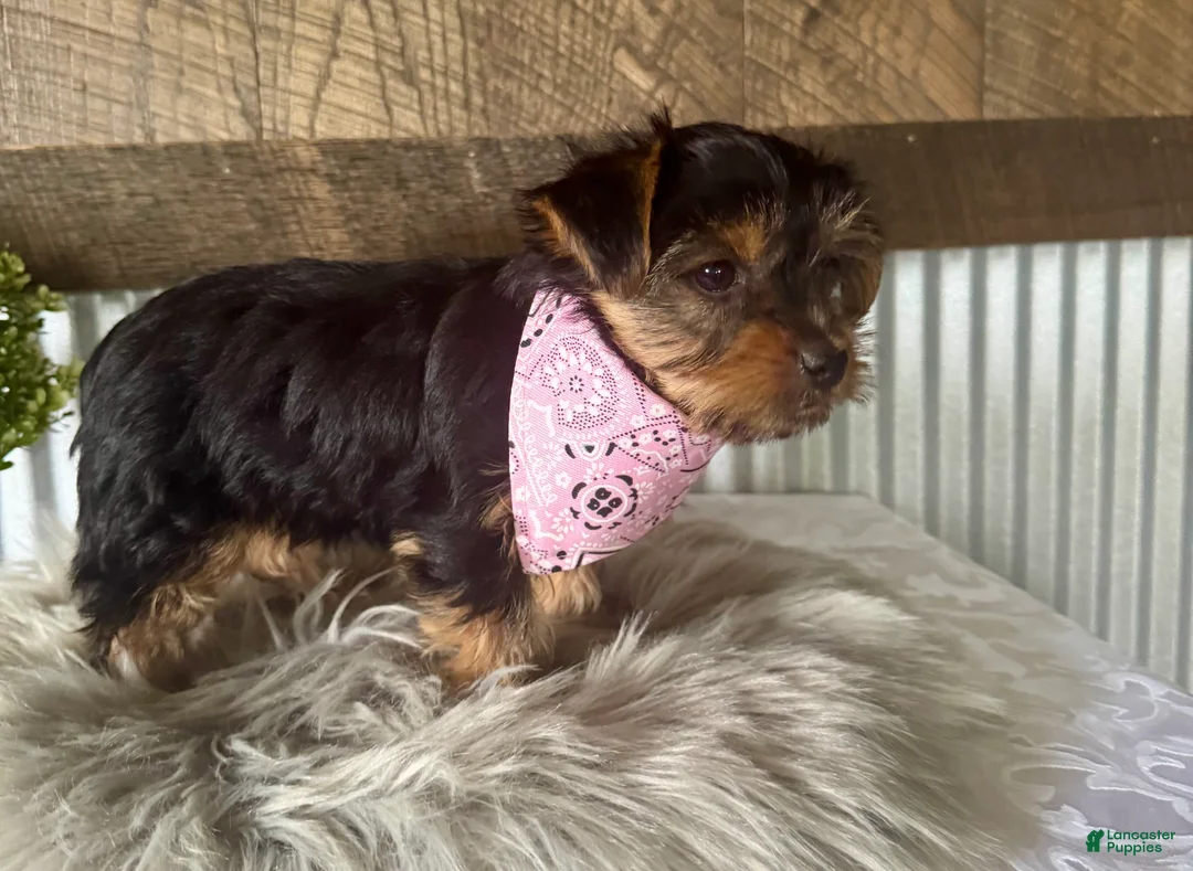 Yorkshire Terrier dogs for sale: Haven - Ad 1