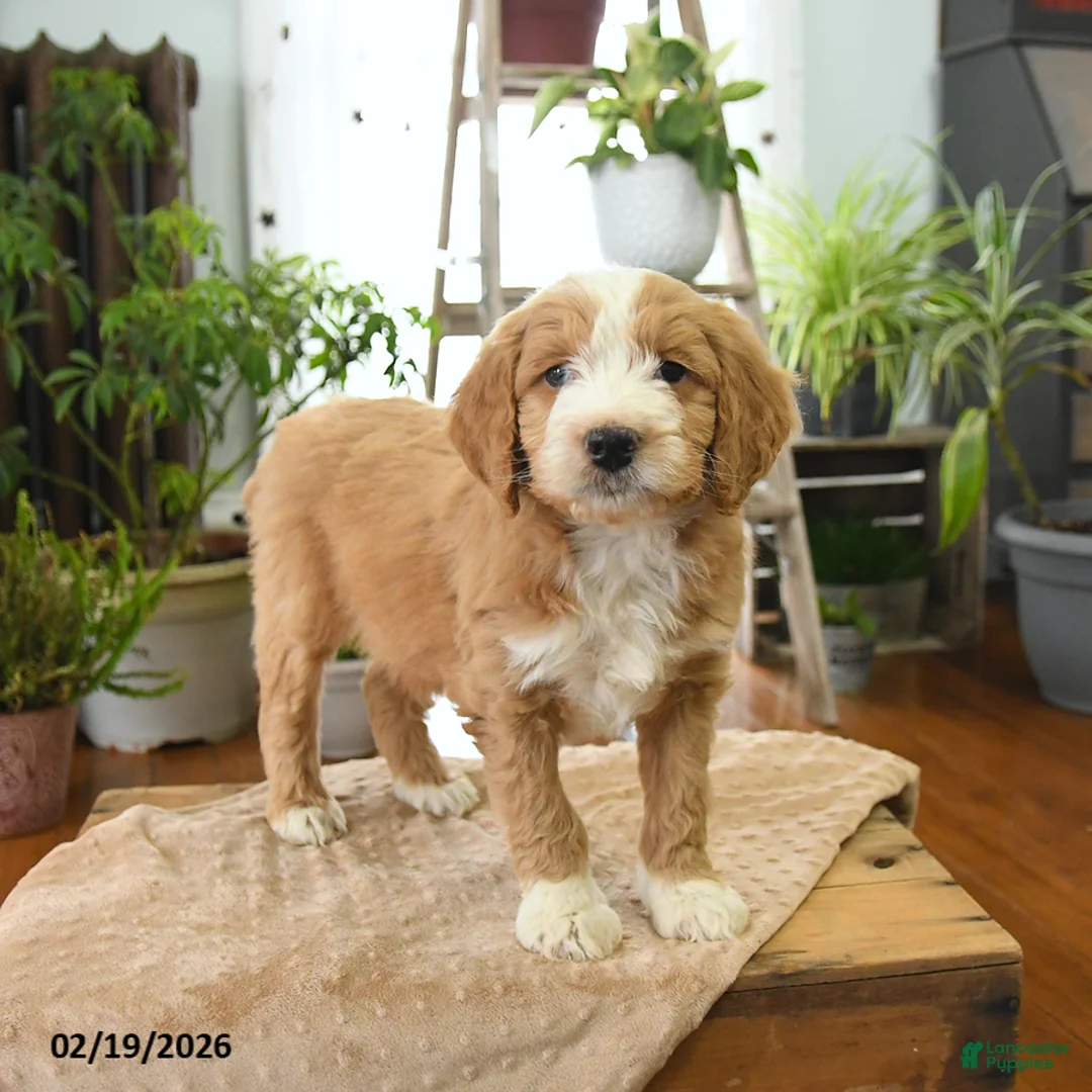 Bernedoodle dogs for sale: Lux  - Ad 3