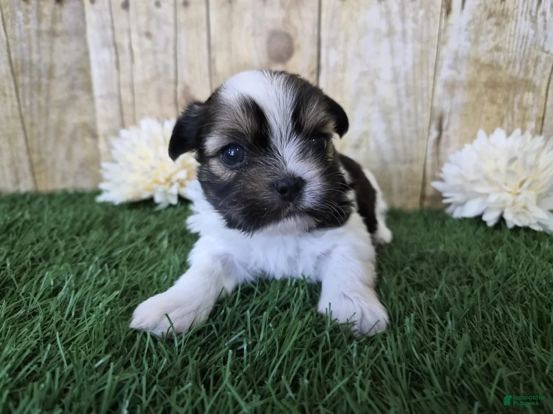 Shorkie dogs for sale: Cowboy - Ad 4