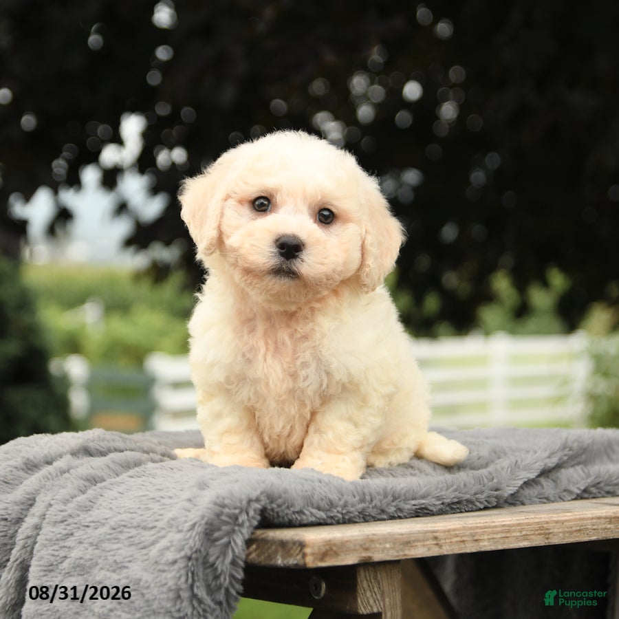 Bichon Frise dogs Lester - Ad 1