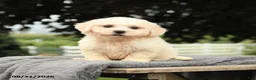 Bichon Frise dogs for sale: Lester - Ad 1