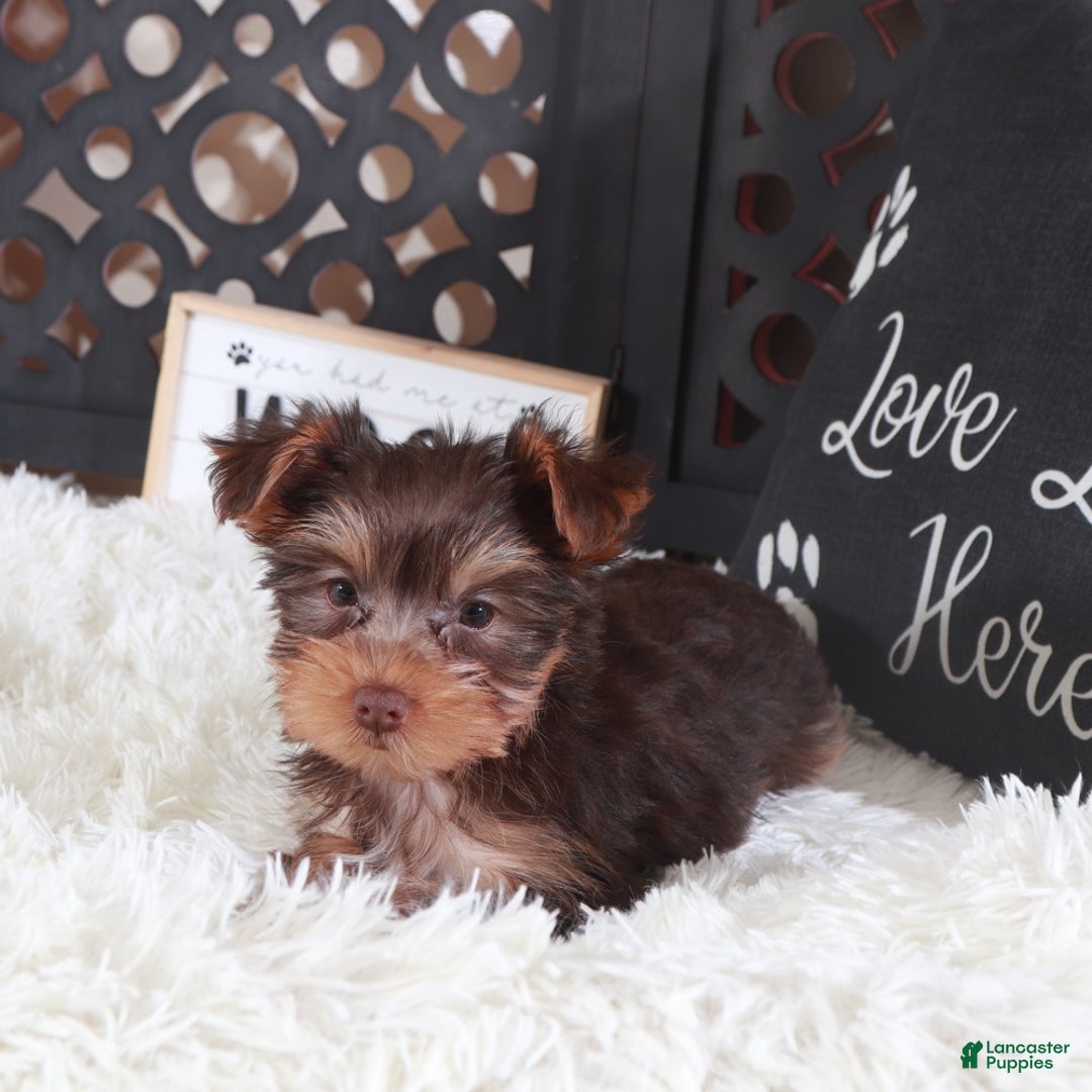 Yorkshire Terrier dogs for sale: Yorkshire Terrier Charlotte - Ad 2