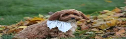 Cavapoo dogs for sale: Selia - Ad 7